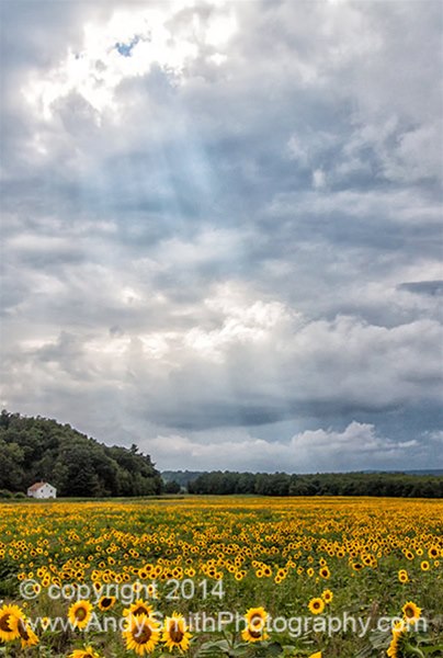 Sunflower Field Before the Storm